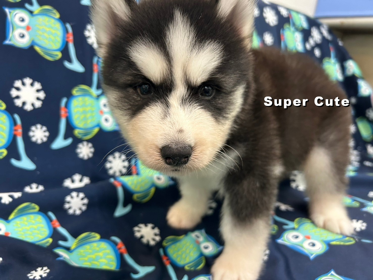 超可愛名犬社／黑白色哈士奇