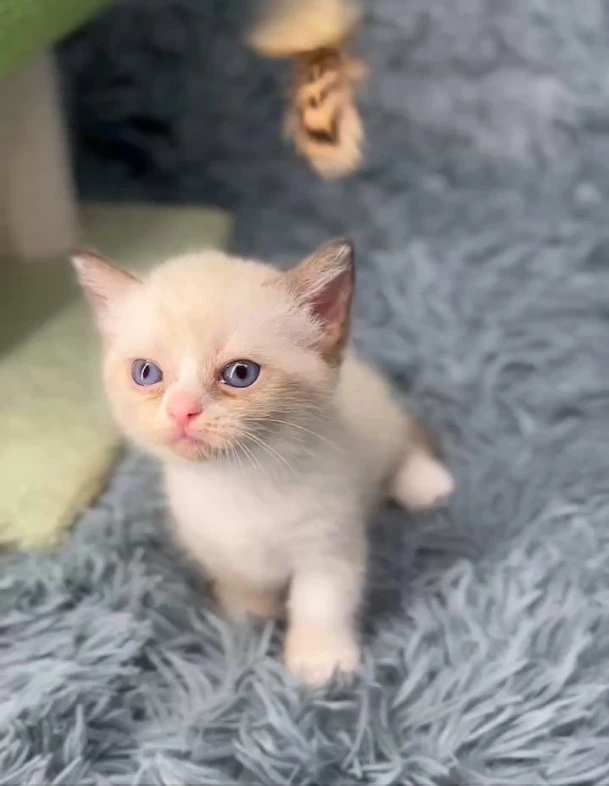 小莎貓屋／海豹雙色曼赤肯