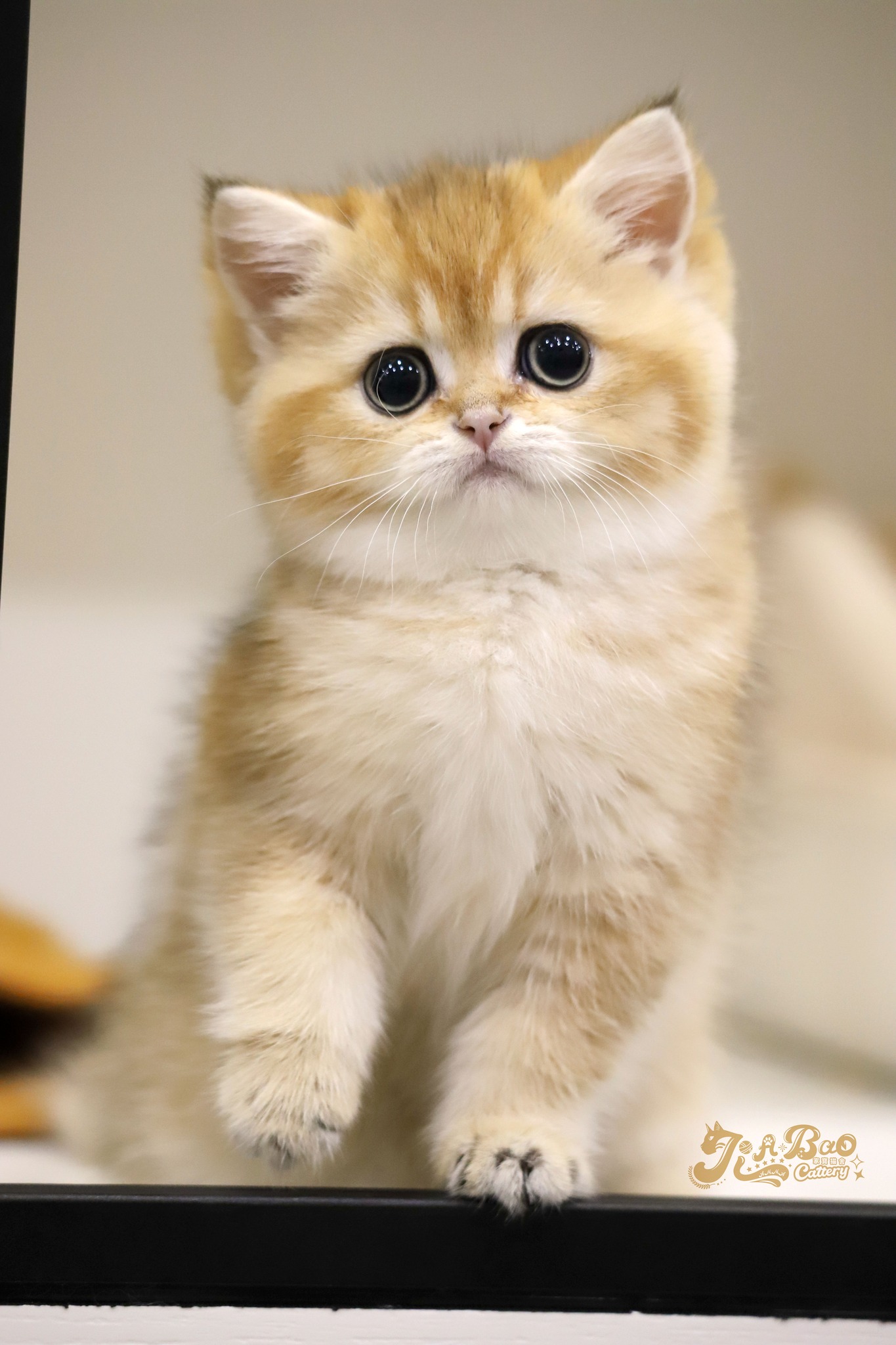 家寶寵物／黑金漸層色英國短毛貓