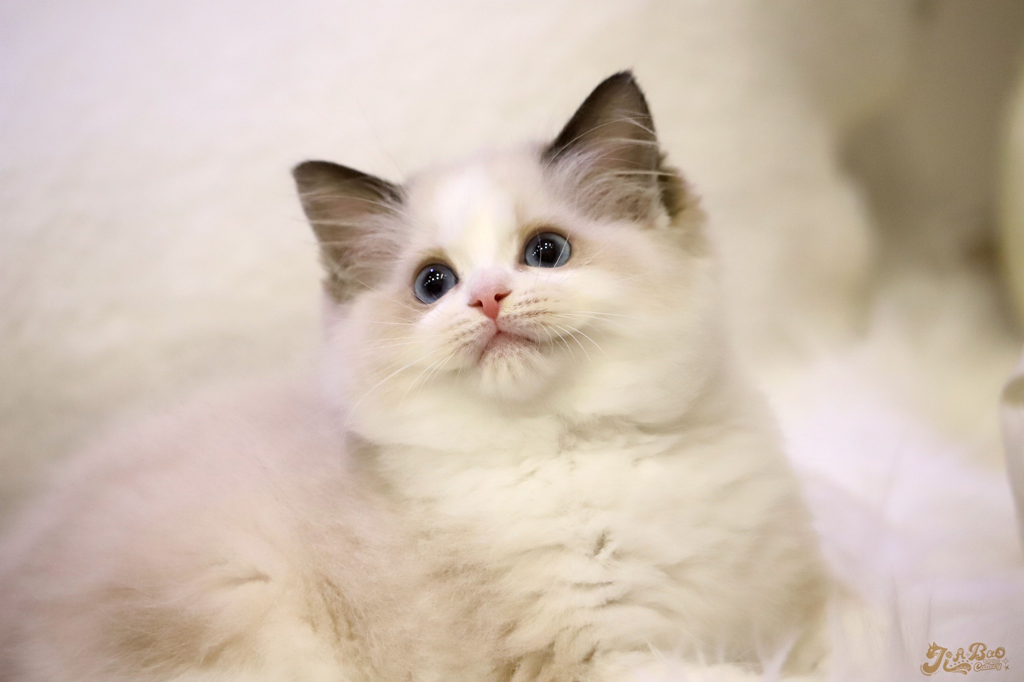 家寶寵物／海豹雙色布偶貓