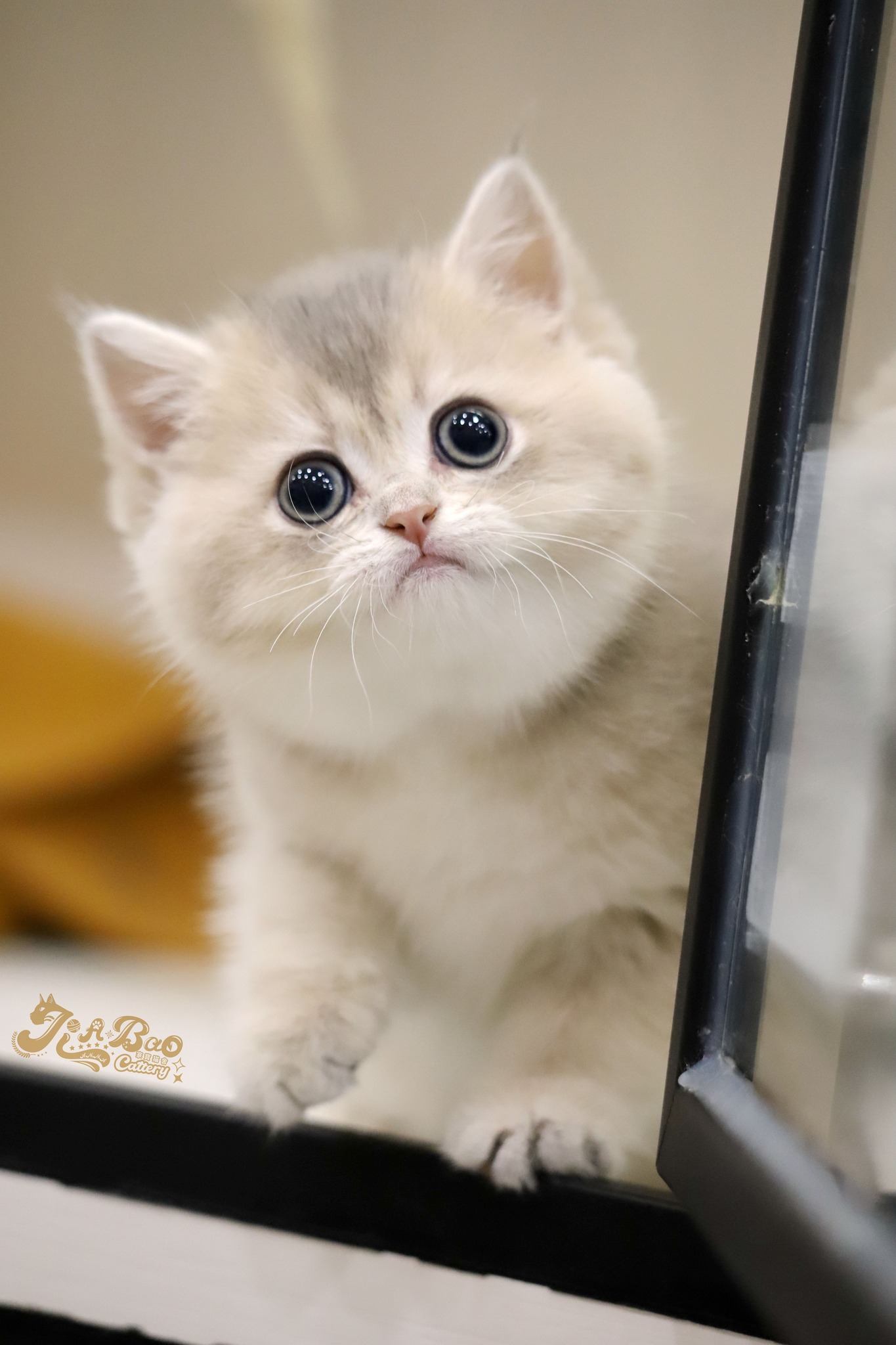 家寶寵物／藍金漸層色英國短毛貓