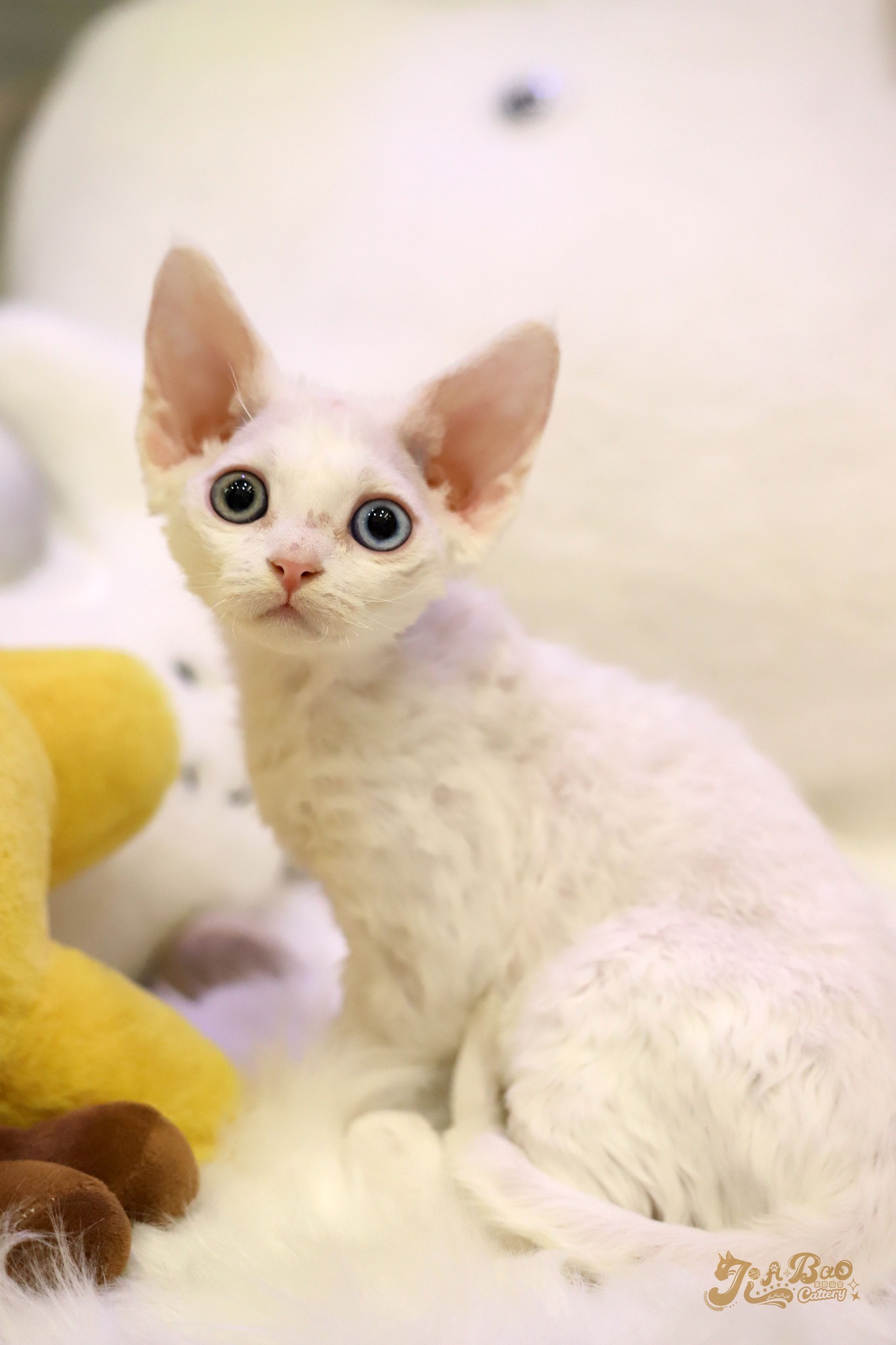 家寶寵物／白色異瞳德文捲毛貓