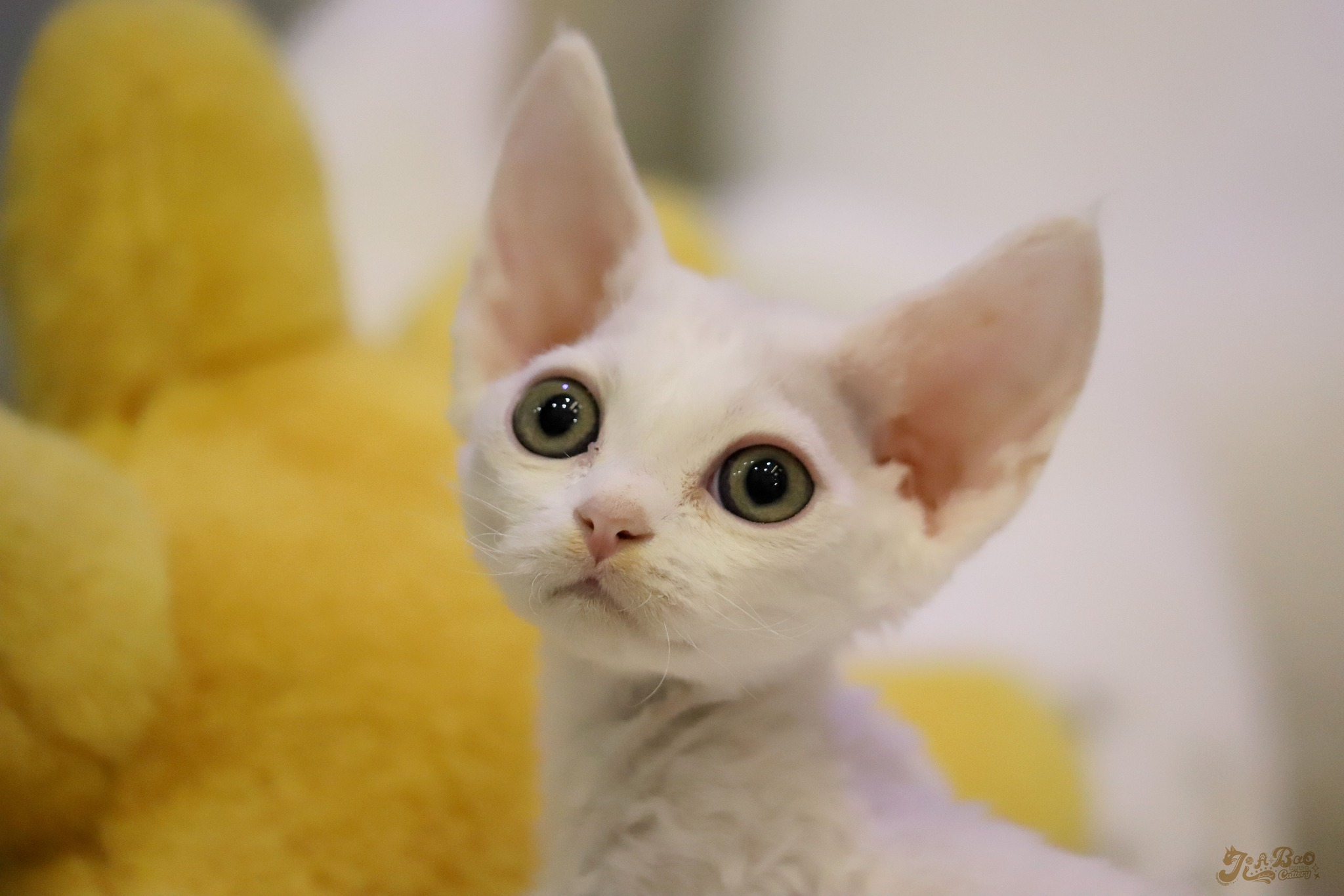 家寶寵物／白色德文捲毛貓