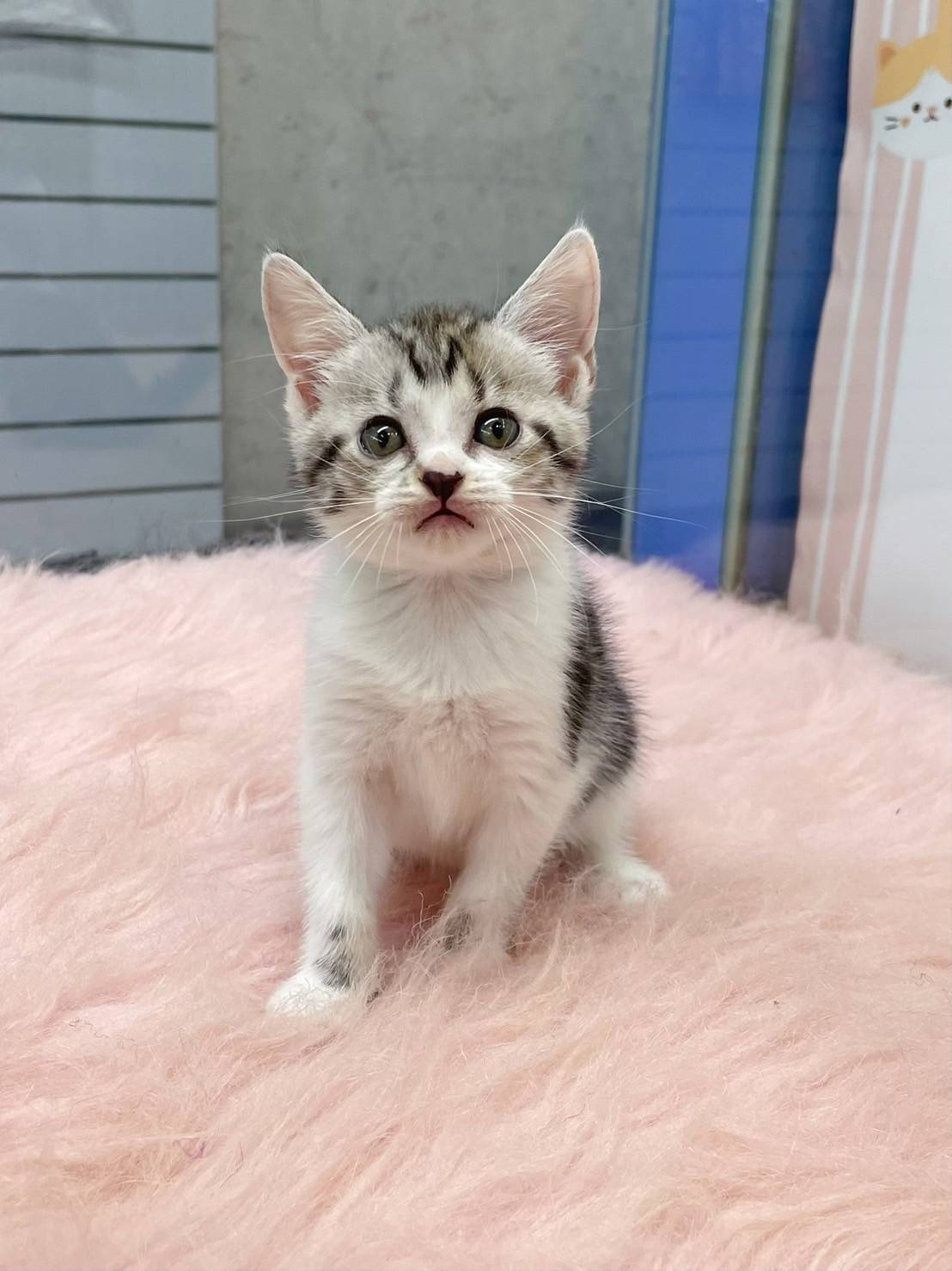 叮噹貓坊／銀白加白美國短毛貓