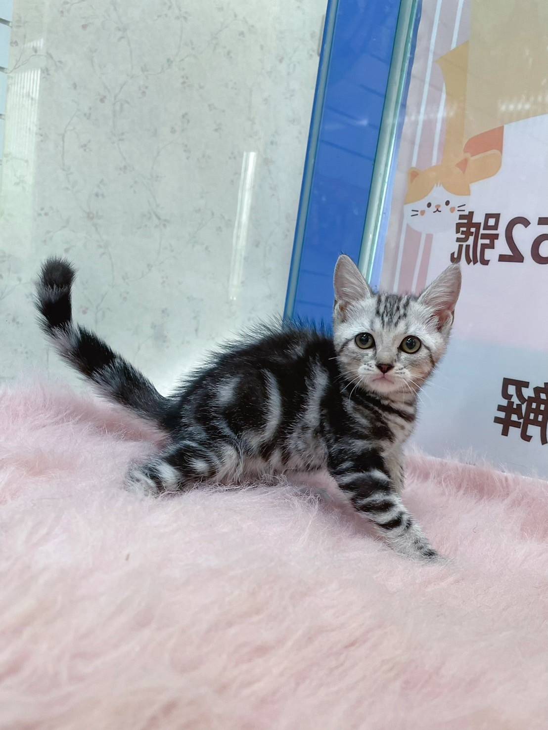 叮噹貓坊／銀白加白美國短毛貓