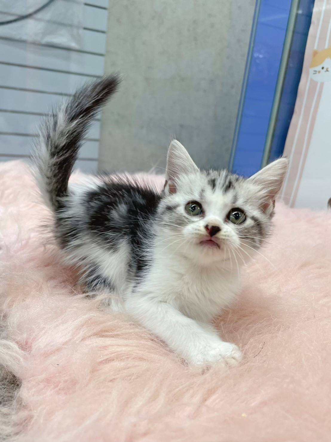 叮噹貓坊／銀白加白美國短毛貓