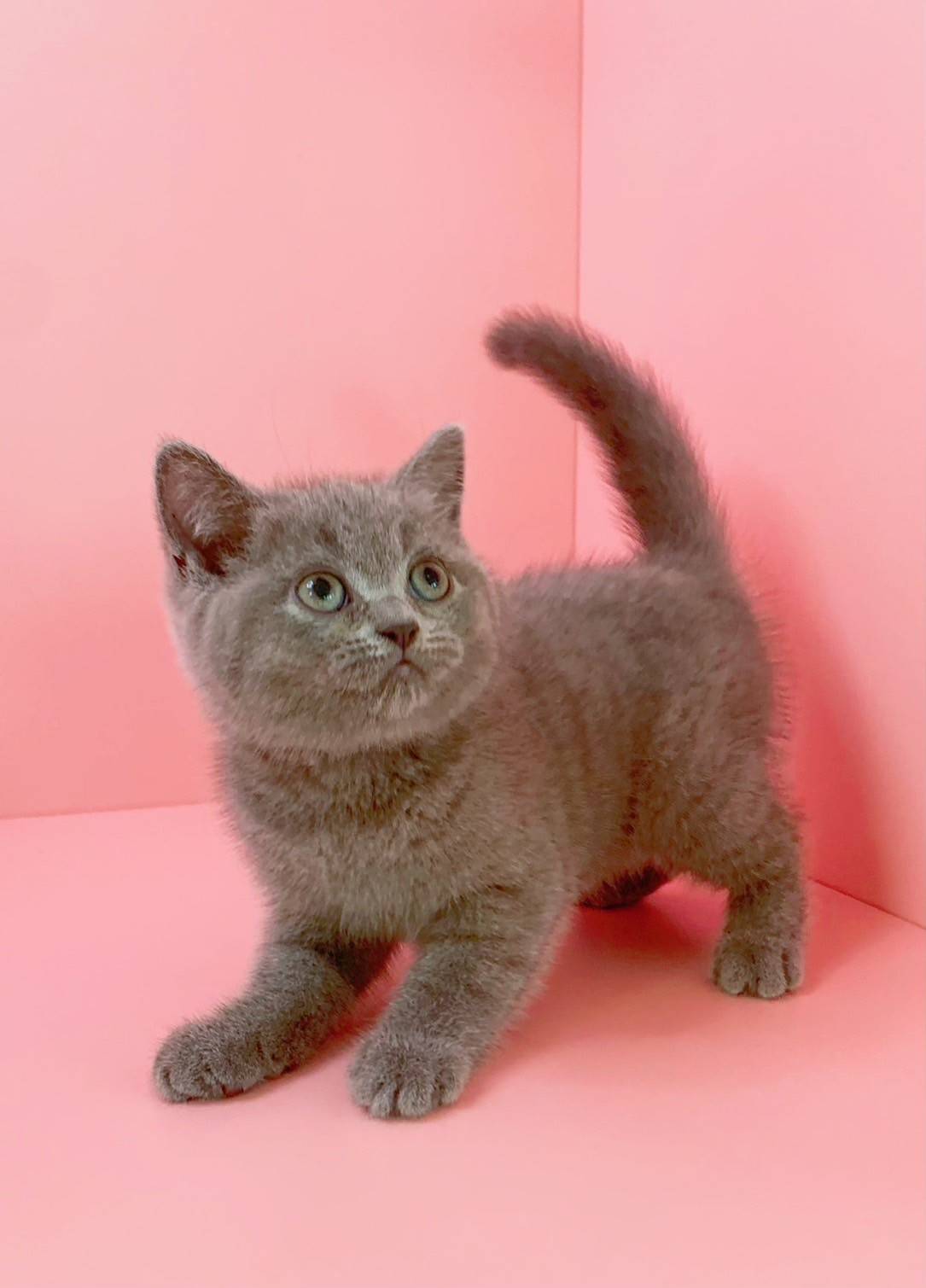 叮噹貓坊／英國短毛貓