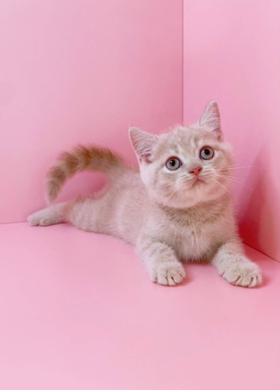 叮噹貓坊／英國短毛貓