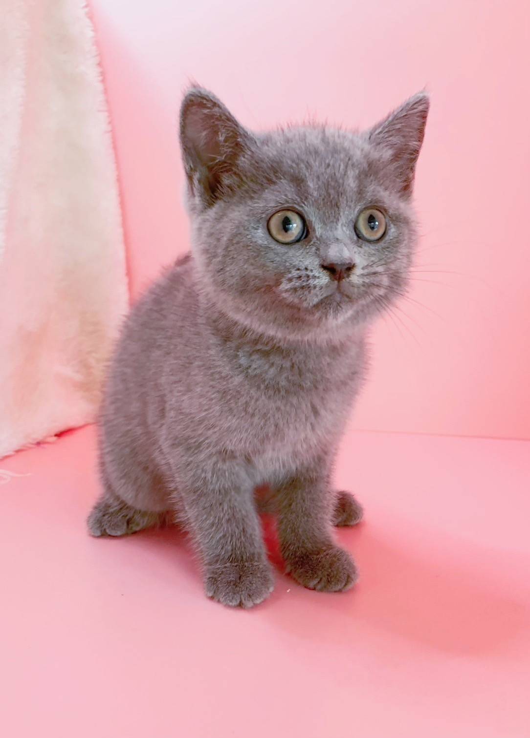 叮噹貓坊／英國短毛貓