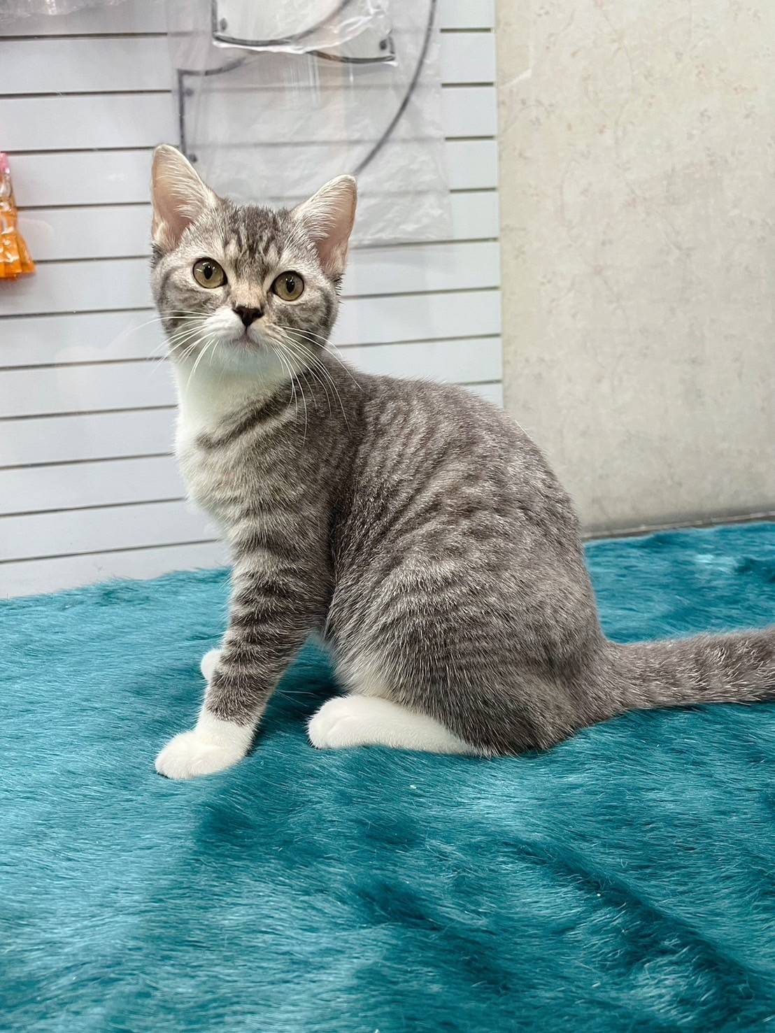 叮噹貓坊／英國短毛貓