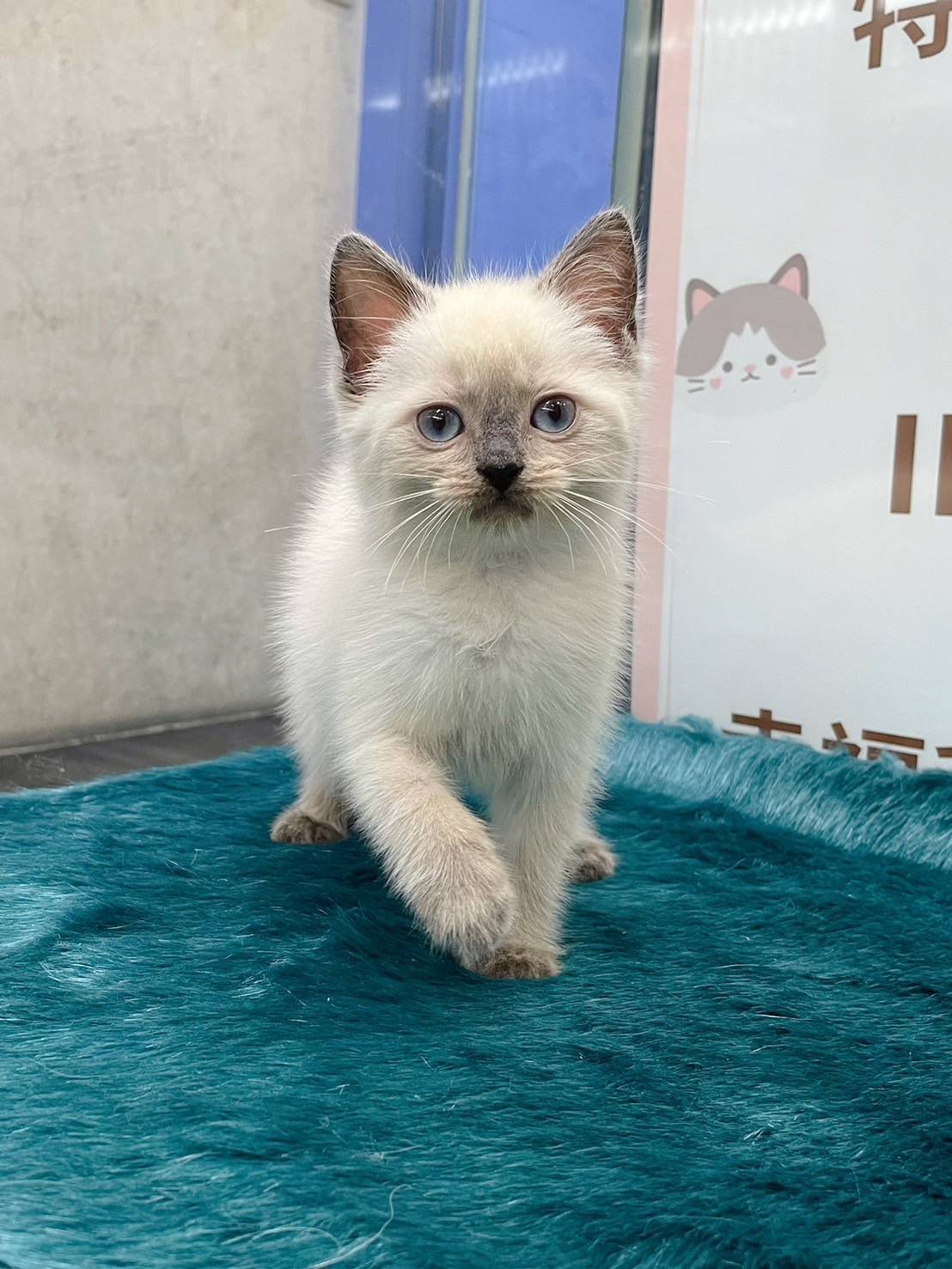 叮噹貓坊／暹羅貓