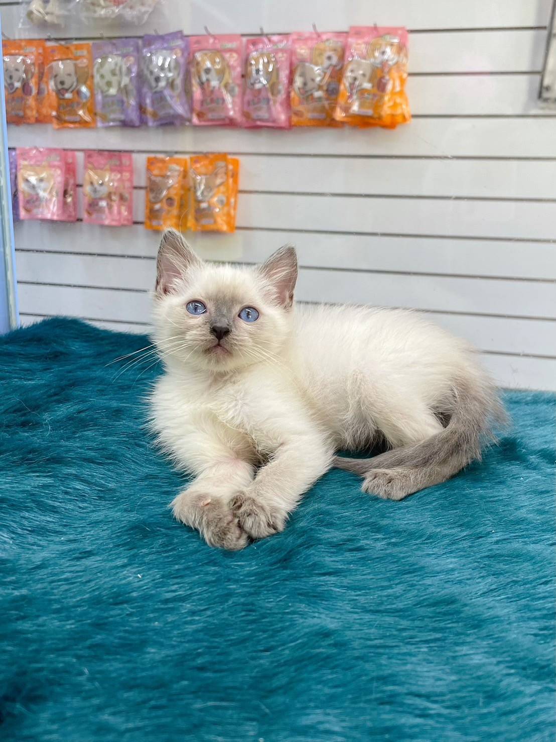 叮噹貓坊／暹羅貓