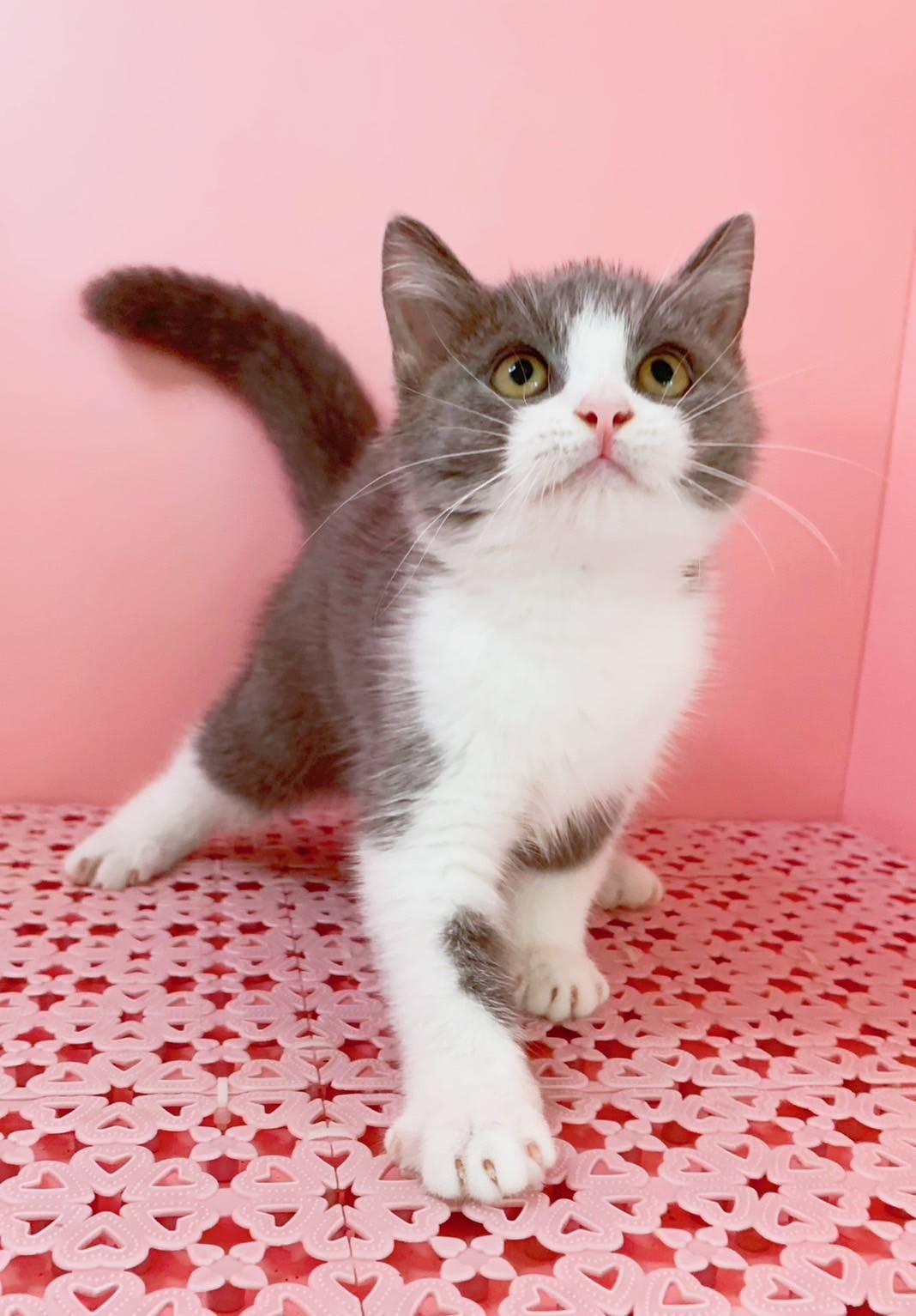 叮噹貓坊／藍白賓士英國短毛貓