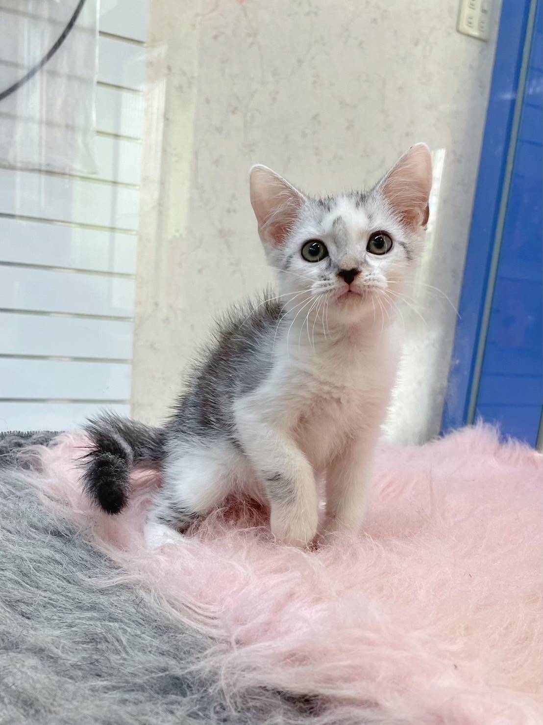 叮噹貓坊／銀白加白美國短毛貓