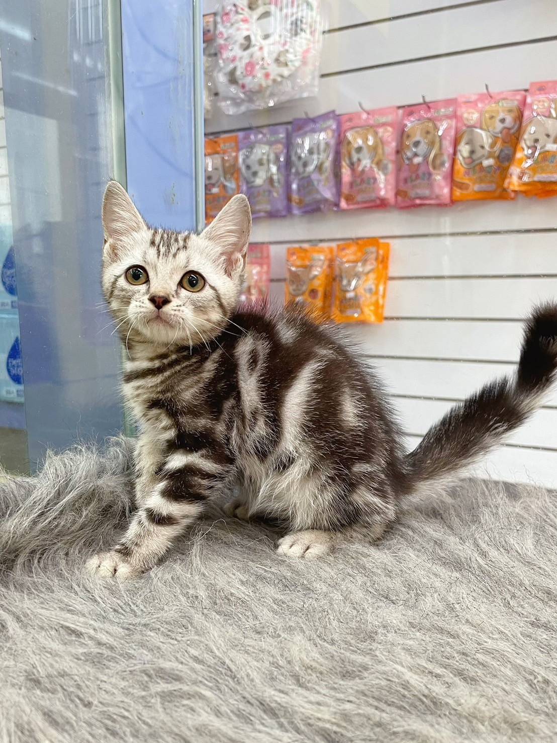 叮噹貓坊／銀白加白美國短毛貓