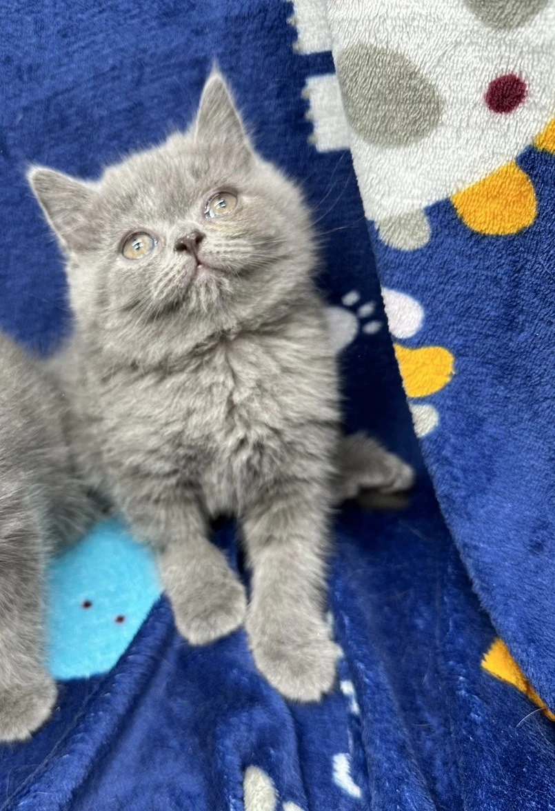 小莎貓屋／藍色英國短毛貓