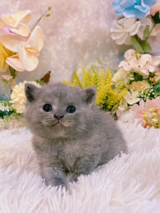 星光貓舍／藍奶油英國短毛貓