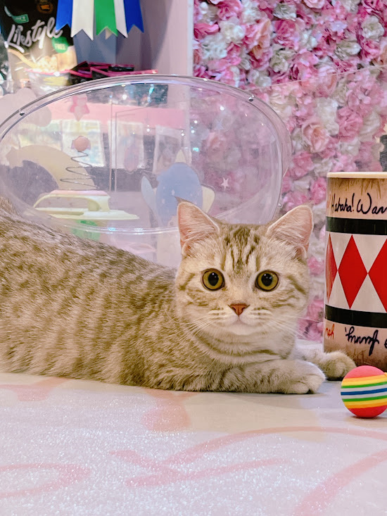 星光貓舍／銀肉桂英國短毛貓