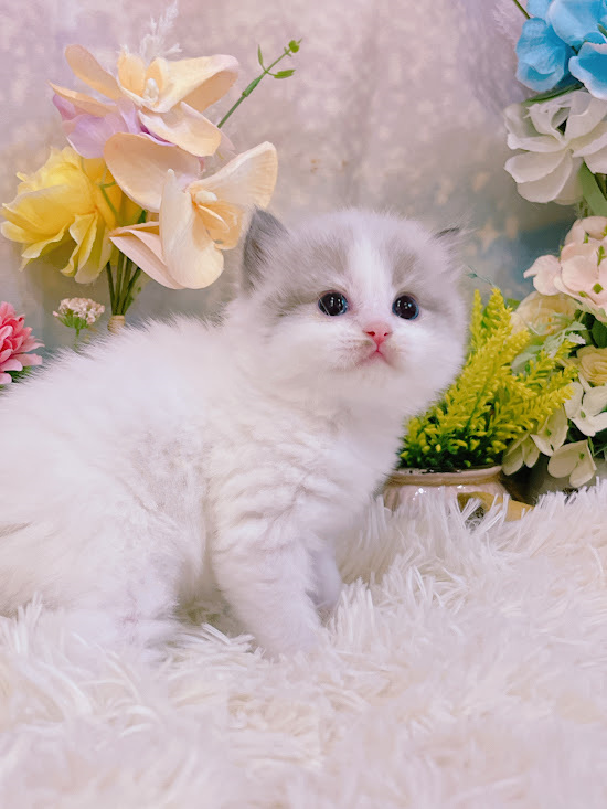 星光貓舍／藍雙色布偶貓