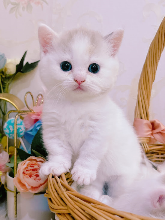 星光貓舍／白梵色紫丁三花曼赤肯