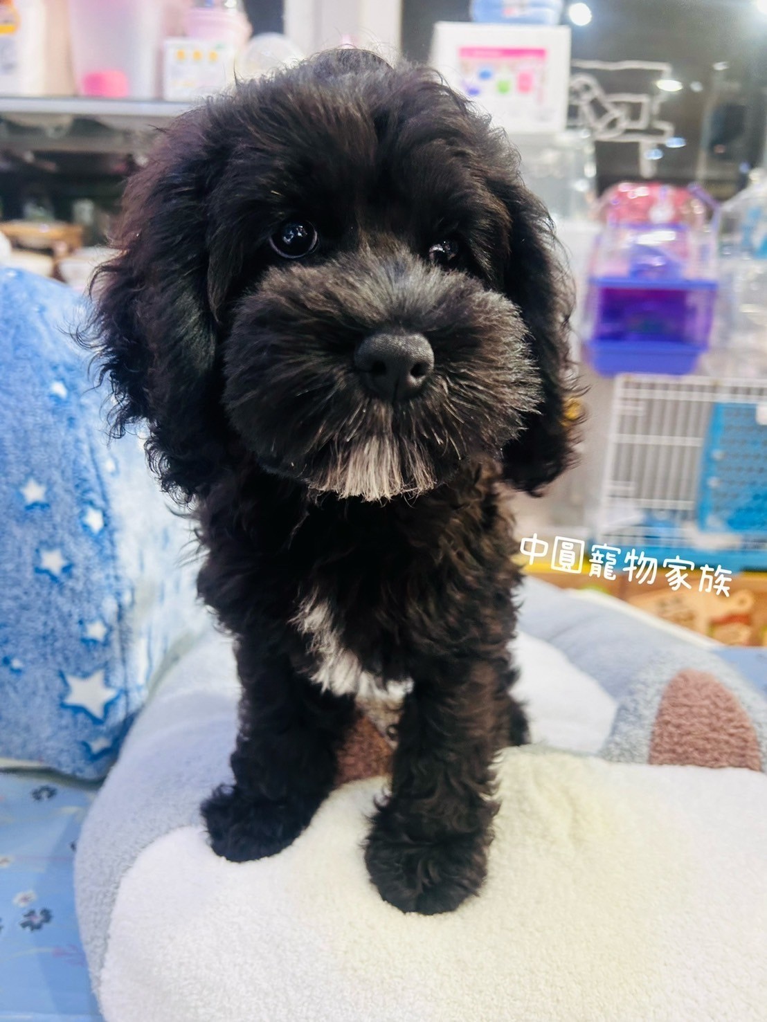 中圓寵物家族／黑色可卡布犬