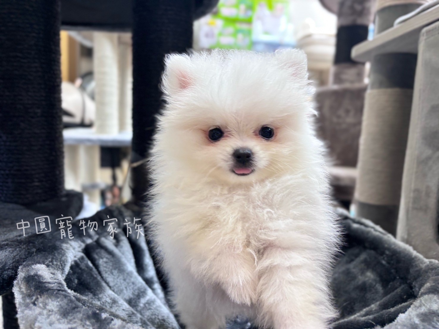 中圓寵物家族／白色博美犬