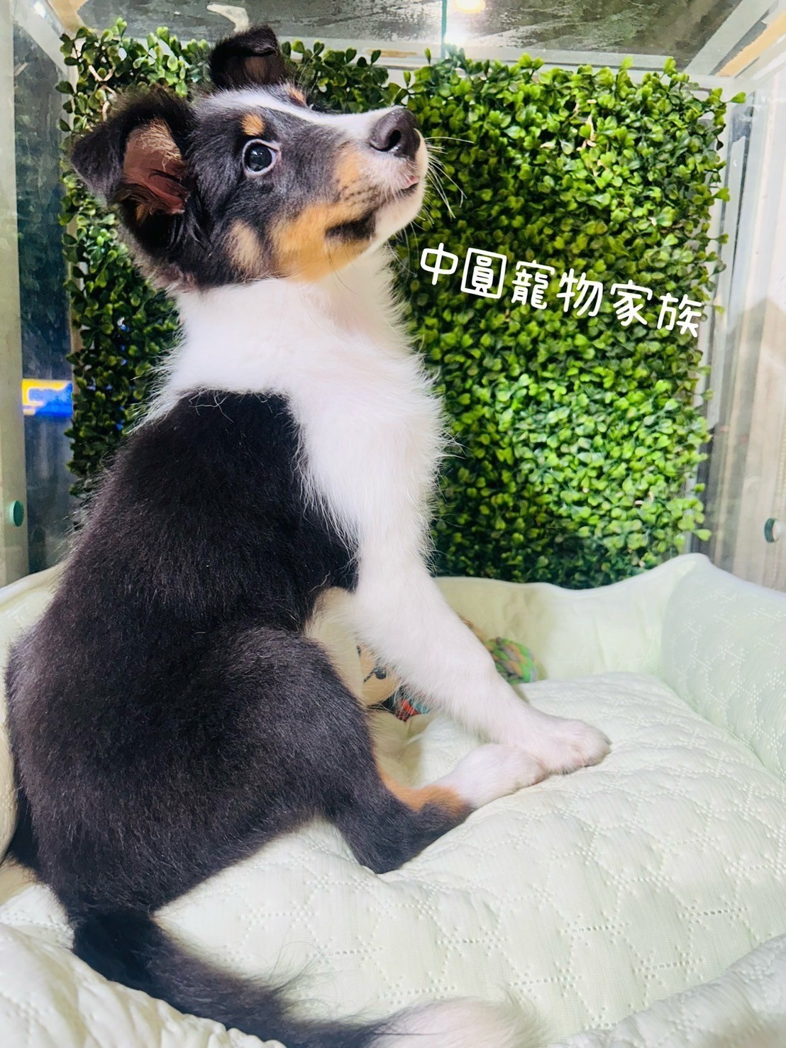中圓寵物家族／三色喜樂蒂