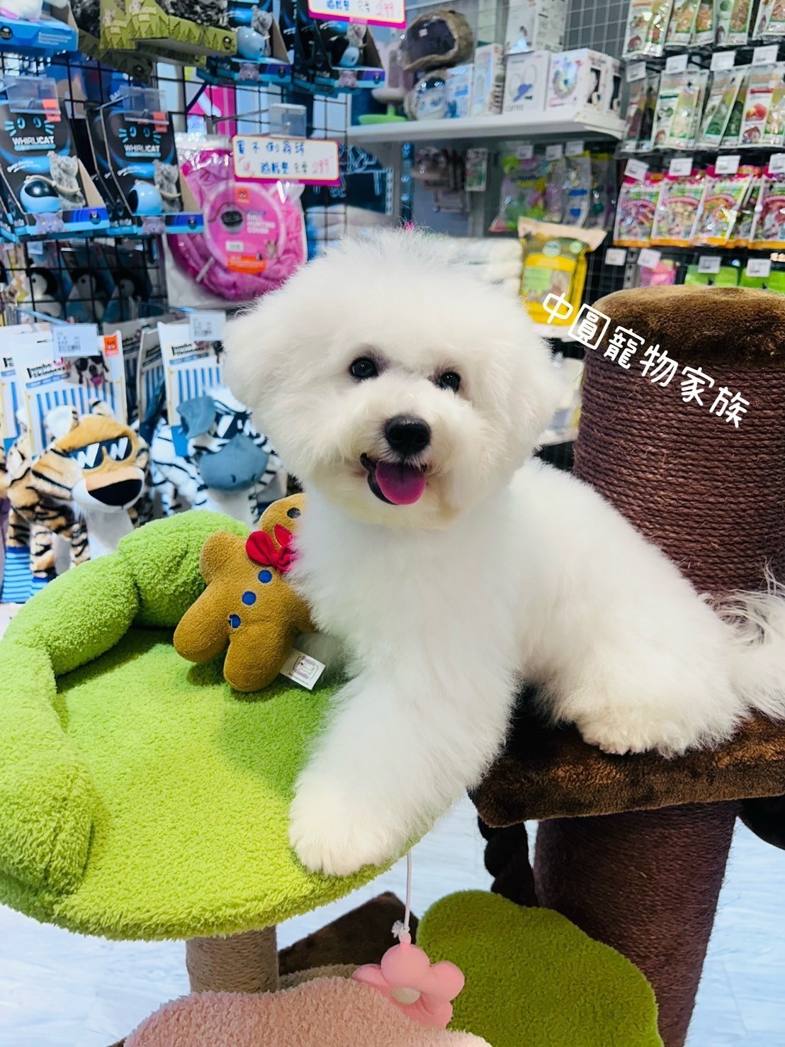 中圓寵物家族／比熊犬