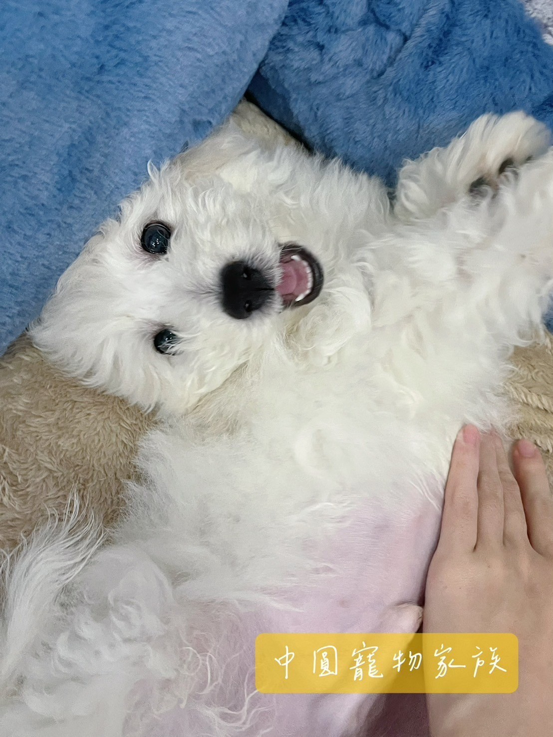 中圓寵物家族／比熊犬