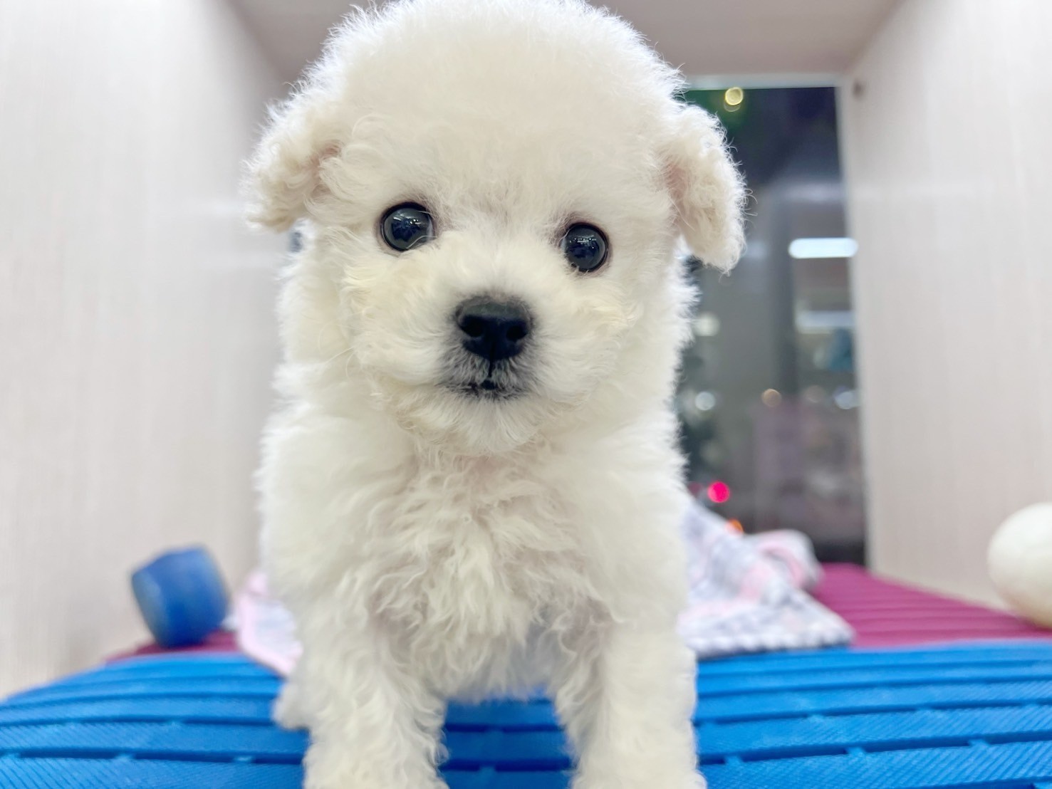 中圓寵物家族／比熊犬