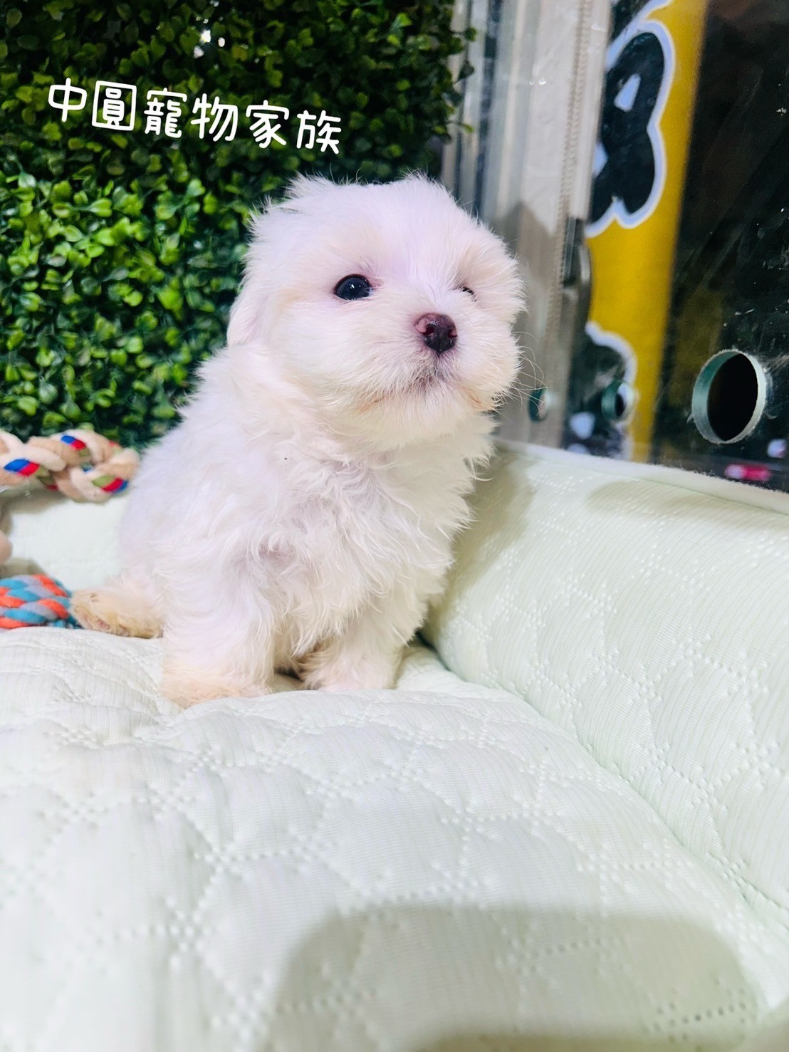 中圓寵物家族／瑪爾濟斯