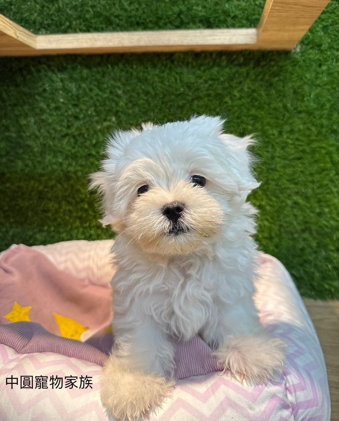 中圓寵物家族／瑪爾濟斯