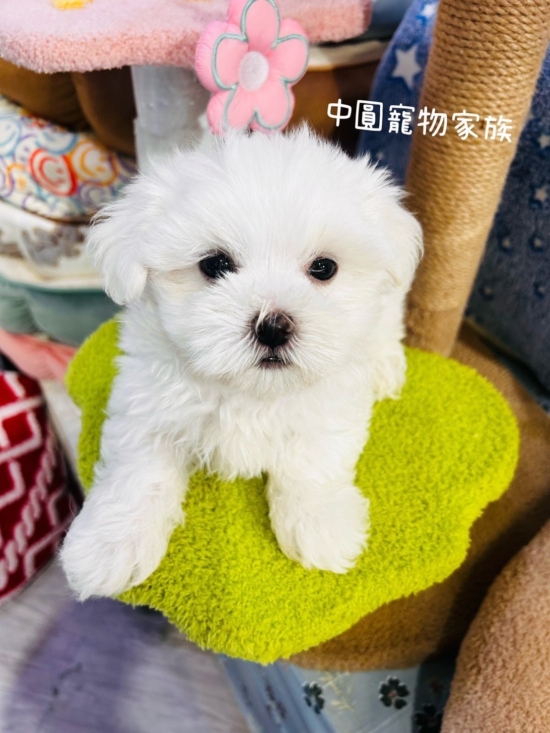中圓寵物家族／瑪爾濟斯