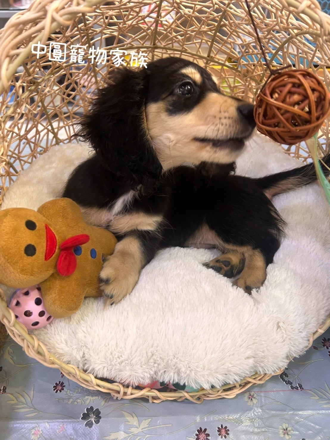 中圓寵物家族／黑奶色長毛臘腸犬