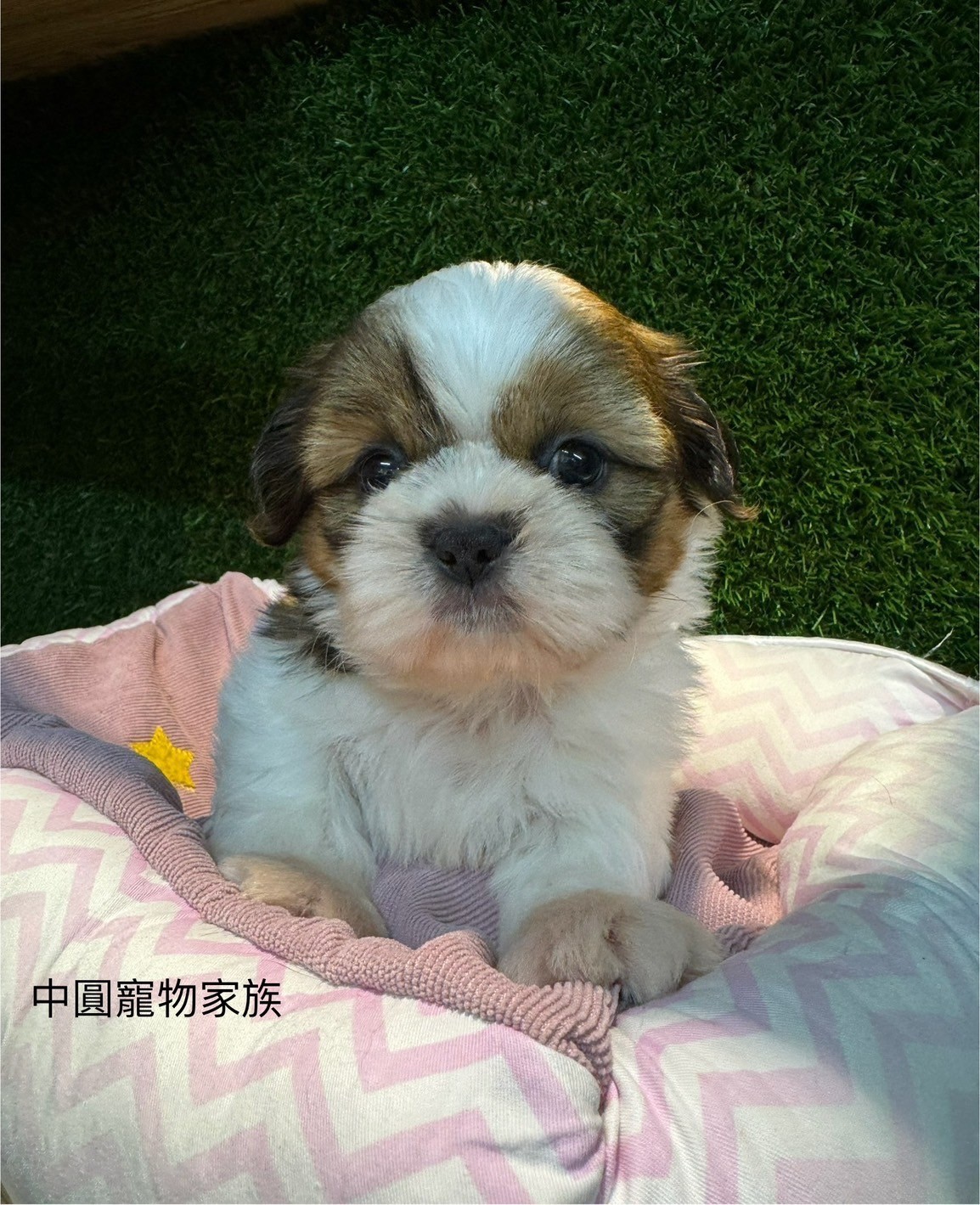 中圓寵物家族／雙色西施