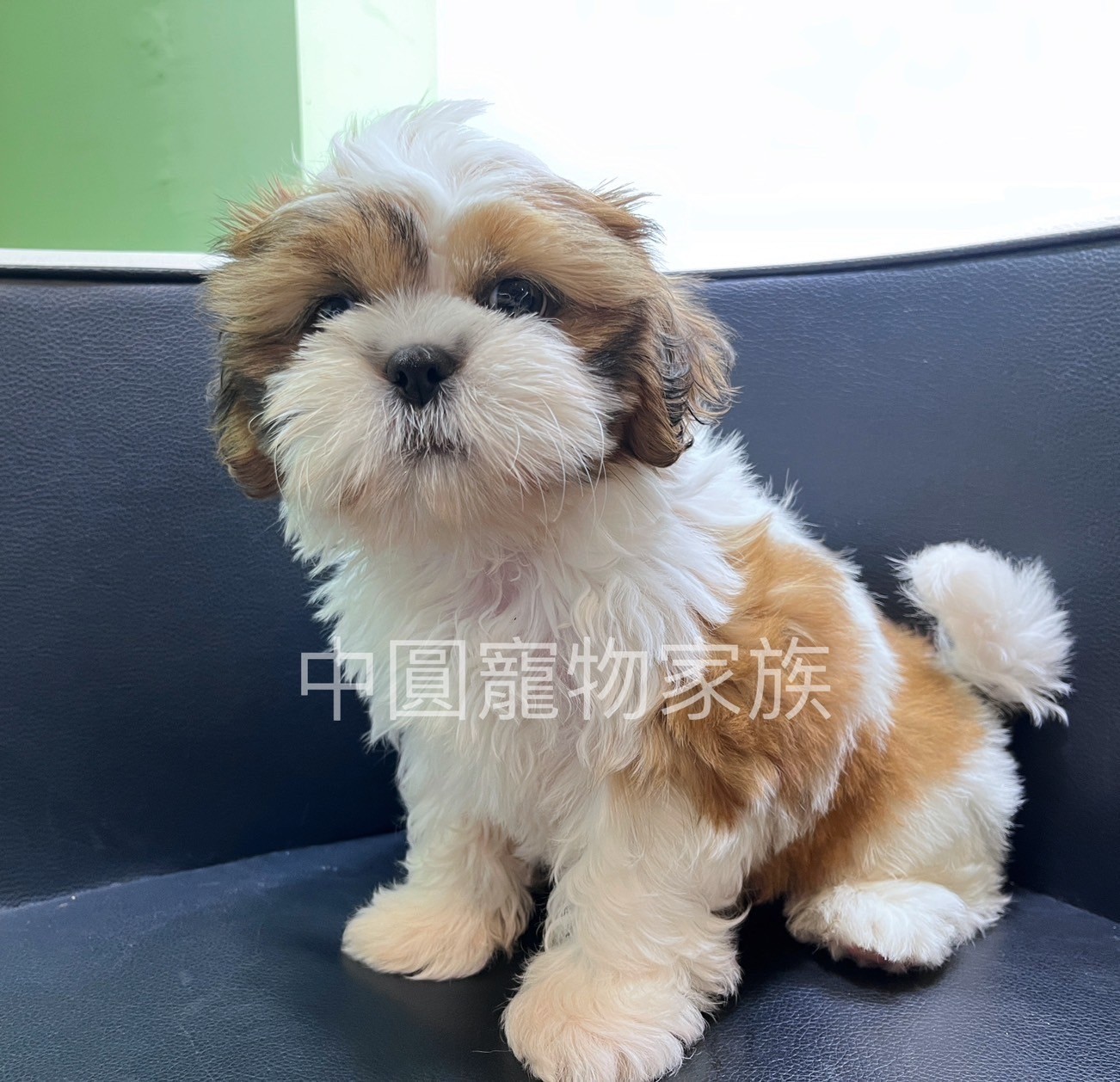 中圓寵物家族／雙色西施犬