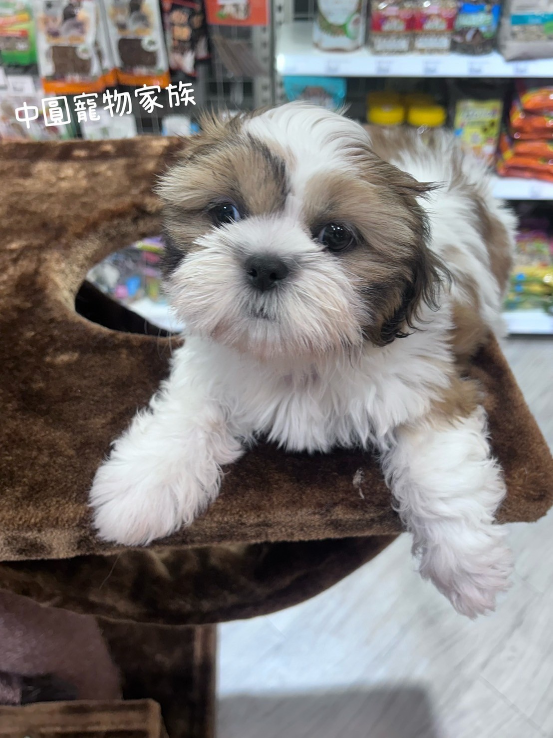 中圓寵物家族／雙色西施犬