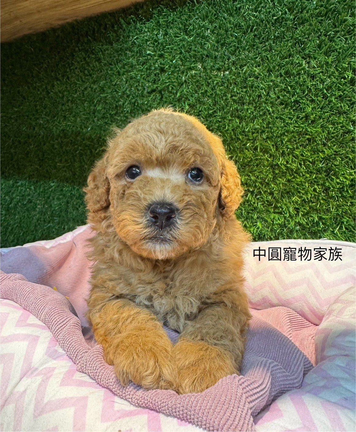 中圓寵物家族／奶油色貴賓犬
