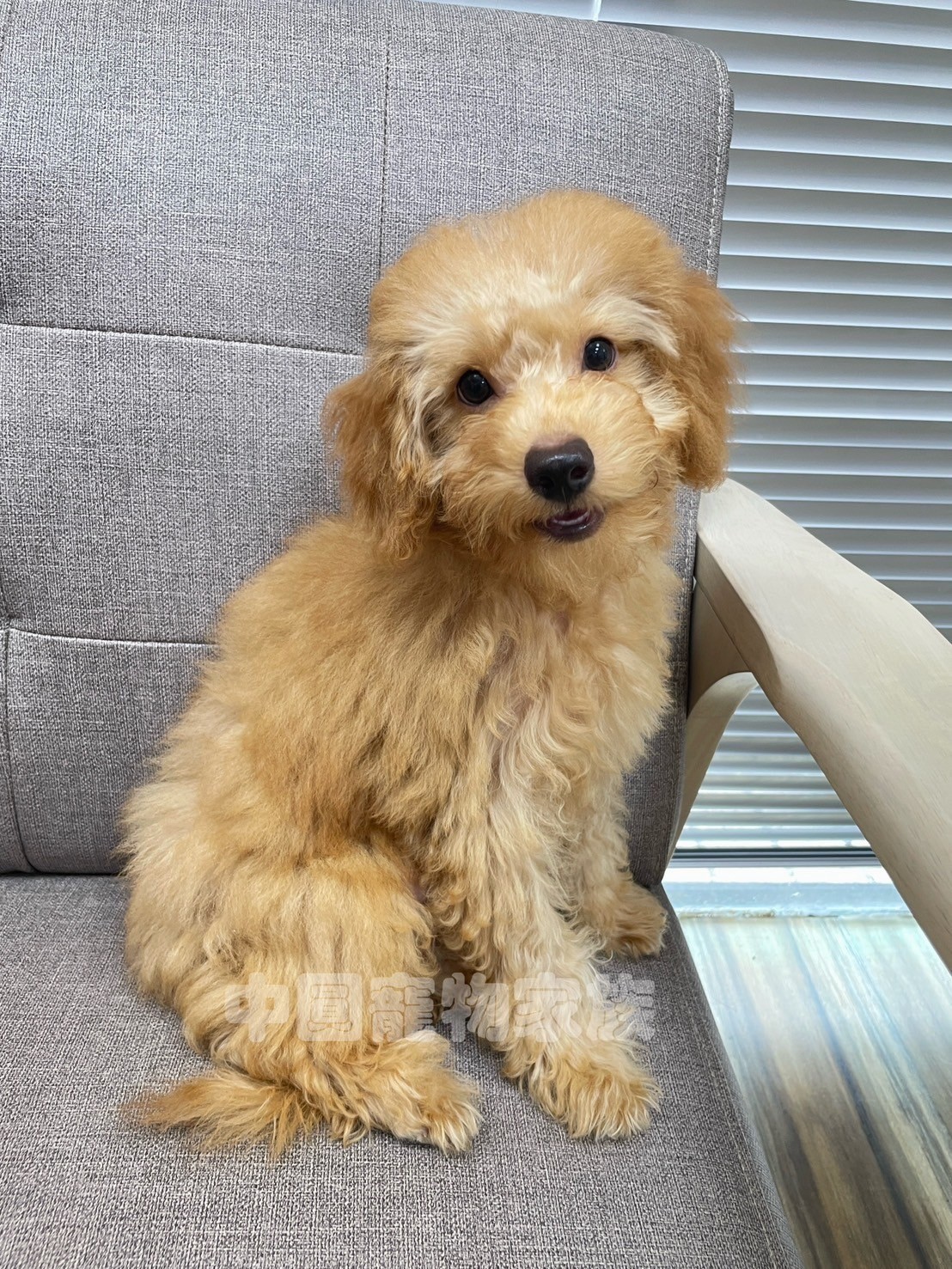中圓寵物家族／杏色貴賓犬