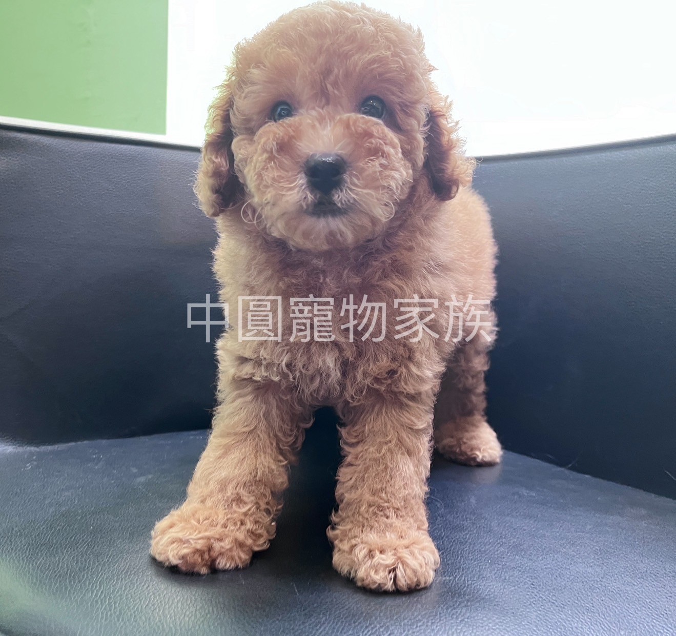 中圓寵物家族／奶油色貴賓犬