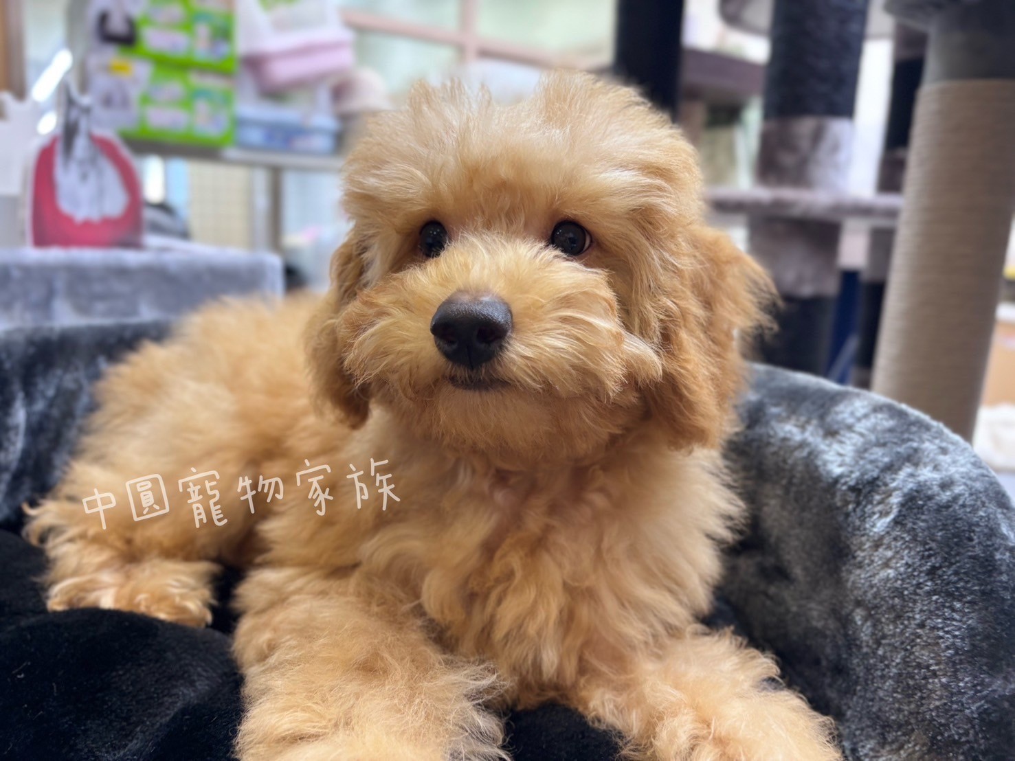 中圓寵物家族／杏色貴賓犬