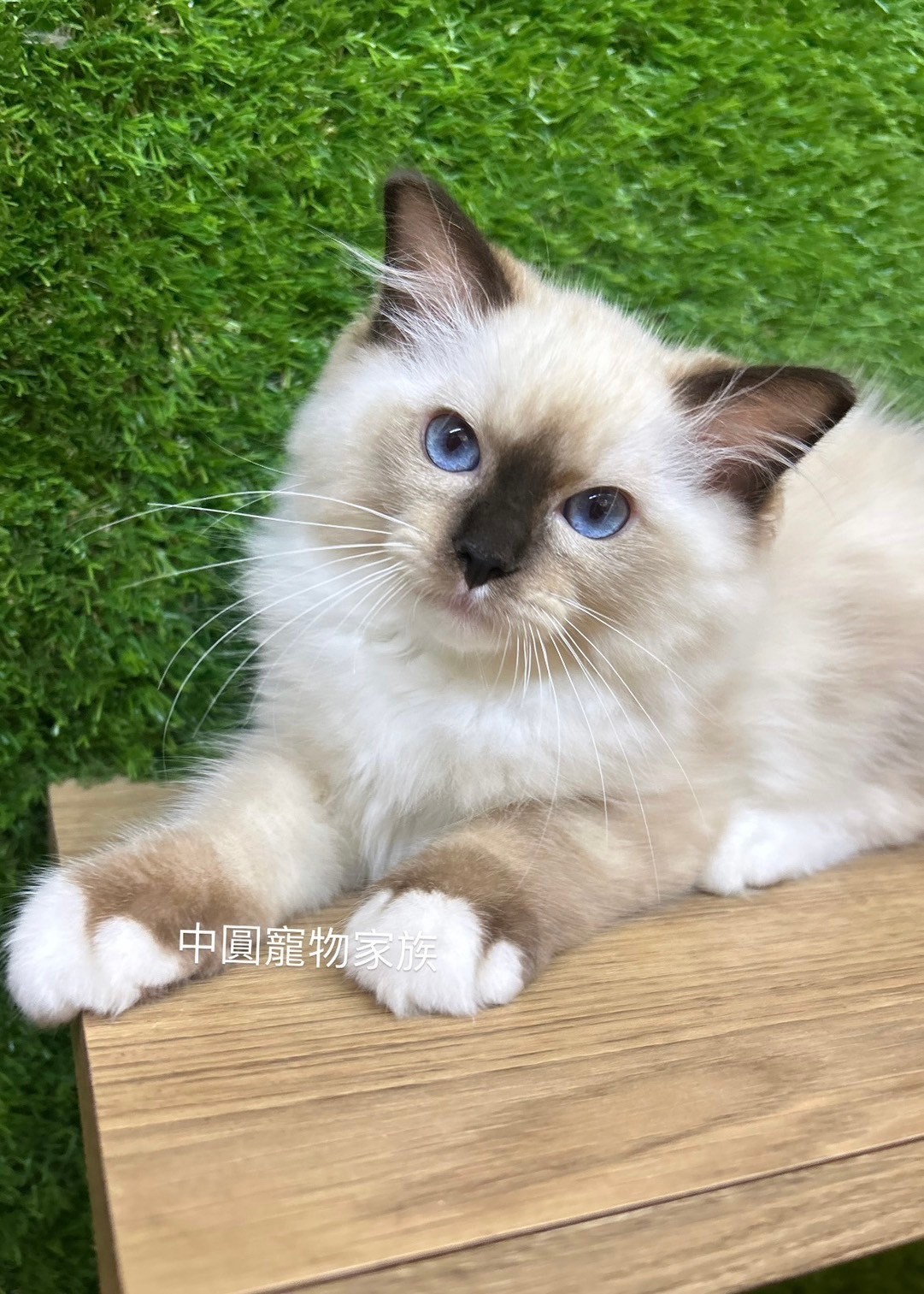 中圓寵物家族／海豹手套布偶貓