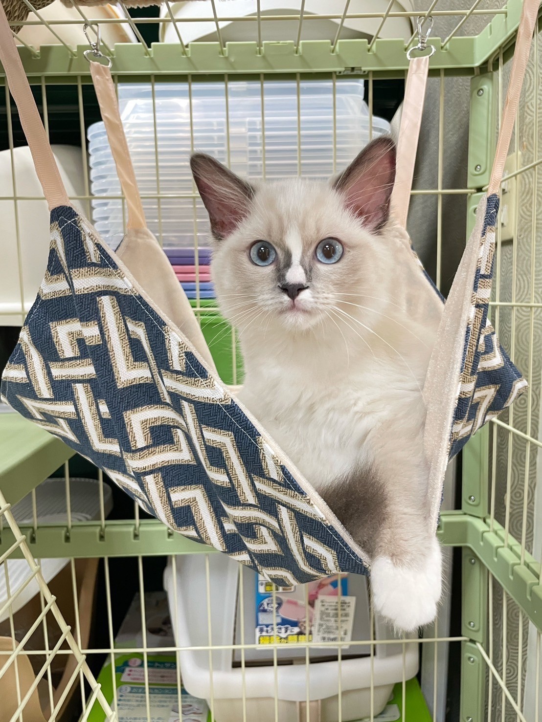 中圓寵物家族／藍手套布偶貓