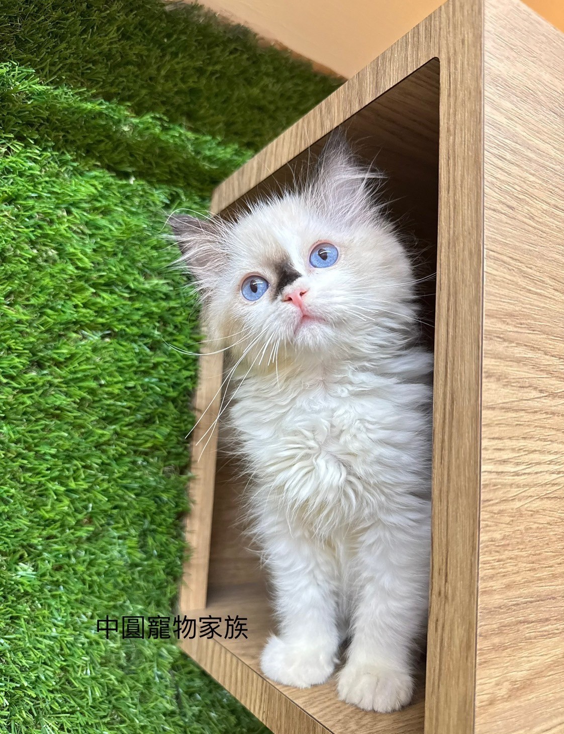 中圓寵物家族／重點色布偶貓