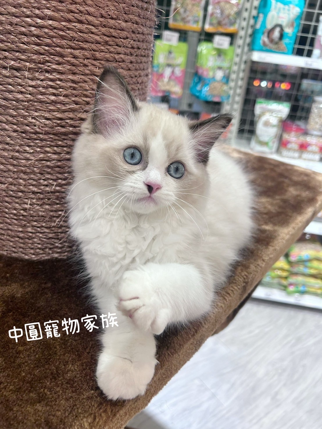 中圓寵物家族／海豹雙色布偶貓