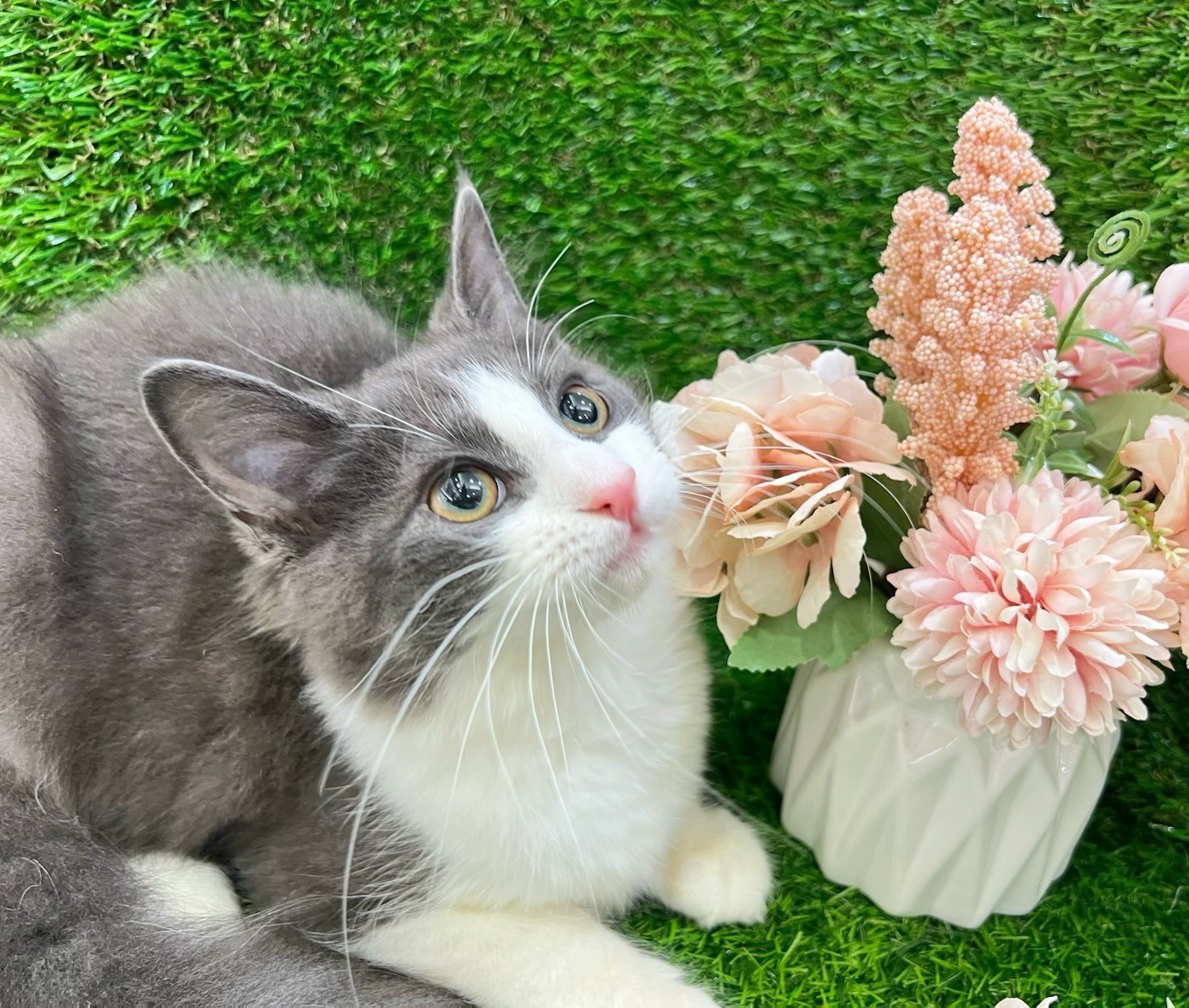 中圓寵物家族／藍白賓士挪威森林貓