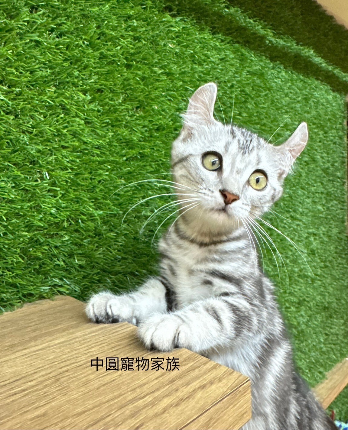 中圓寵物家族／美國捲耳貓