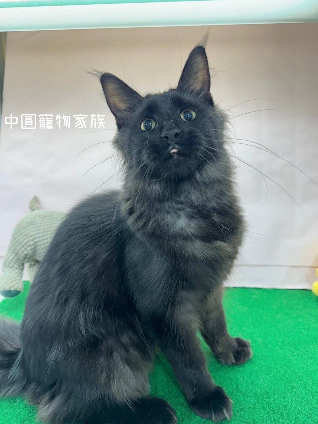 中圓寵物家族／黑煙燻緬因貓