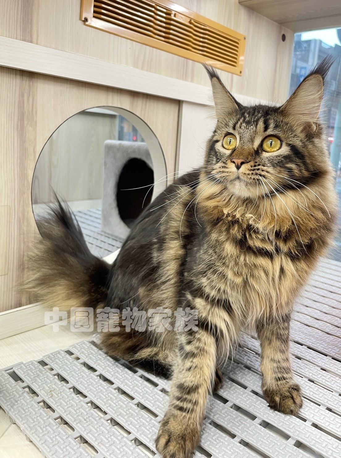 中圓寵物家族／棕虎斑緬因貓
