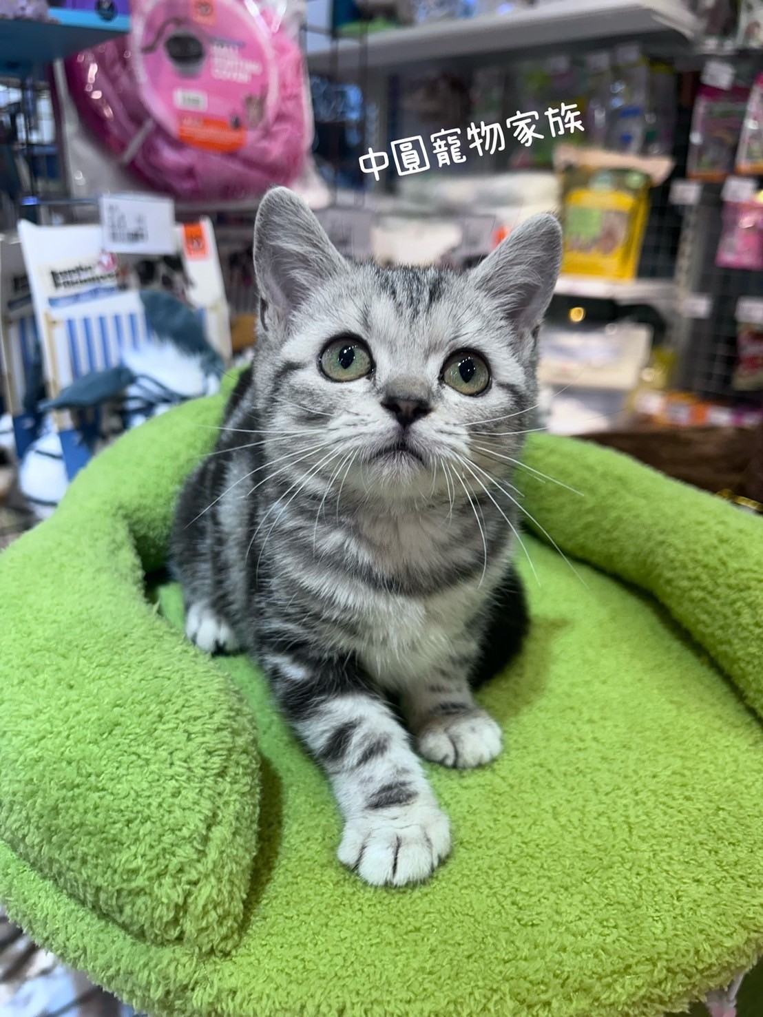 中圓寵物家族／銀白美國短毛貓